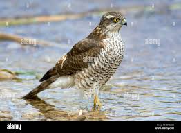 Attēlu rezultāti vaicājumam “Accipiter nisus female”