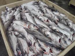 Image result for Melanogrammus aeglefinus