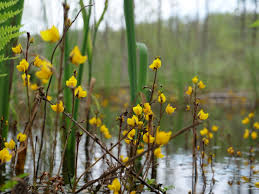 Attēlu rezultāti vaicājumam “Utricularia vulgaris flower”