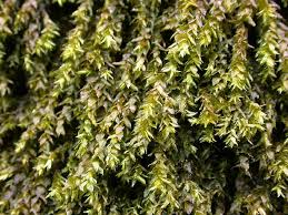 Attēlu rezultāti vaicājumam “Platyhypnidium riparioides”