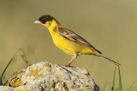 Image result for Emberiza melanocephala
