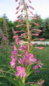 Image result for Epilobium angustifolium