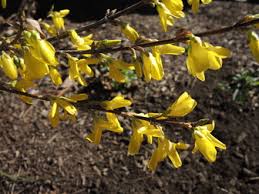 Attēlu rezultāti vaicājumam “Forsythia viridissima flower”