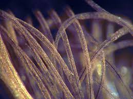 Attēlu rezultāti vaicājumam “Stemonitis axifera stalked”