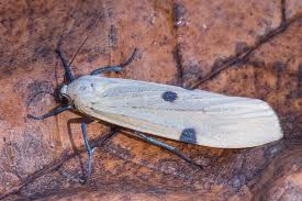 Attēlu rezultāti vaicājumam “Lithosia quadra female”