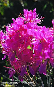 Attēlu rezultāti vaicājumam “Rhododendron canadense”