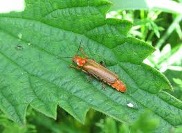 Attēlu rezultāti vaicājumam “Cantharis figurata”