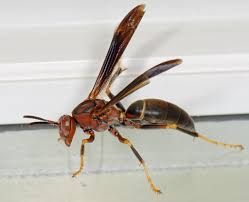 Attēlu rezultāti vaicājumam “Polistes”