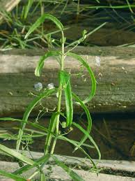 Attēlu rezultāti vaicājumam “Veronica scutellata bud”