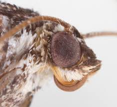 Attēlu rezultāti vaicājumam “Euphyia unangulata”