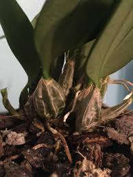 Attēlu rezultāti vaicājumam “Didymium aggregatum”