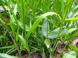 Attēlu rezultāti vaicājumam “Glyceria lithuanica”