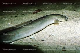 Image result for Anguilla rostrata