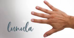 Image result for lunula nail