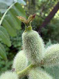 Attēlu rezultāti vaicājumam “Juglans cinerea flower”
