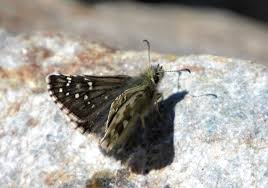 Attēlu rezultāti vaicājumam “Pyrgus alveus upperside”