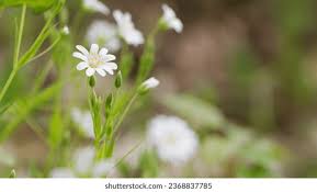 Attēlu rezultāti vaicājumam “Stellaria holostea leaf”