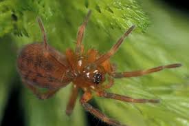 Attēlu rezultāti vaicājumam “Cinclidium stygium macro”