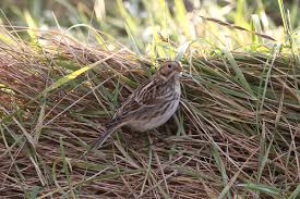 Image result for Calcarius lapponicus