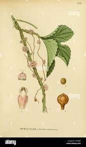 Attēlu rezultāti vaicājumam “Cuscuta europaea fruit”