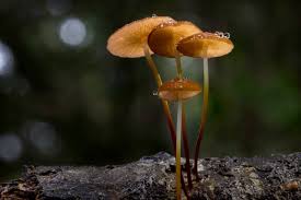 Attēlu rezultāti vaicājumam “Marasmius sp.”