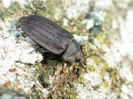 Attēlu rezultāti vaicājumam “Peltis grossa”