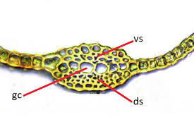 Attēlu rezultāti vaicājumam “Didymodon tophaceus sporophyte”