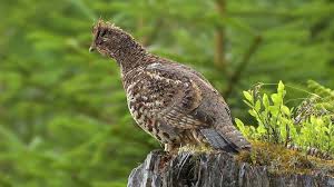 Attēlu rezultāti vaicājumam “Bonasa bonasia eggs”