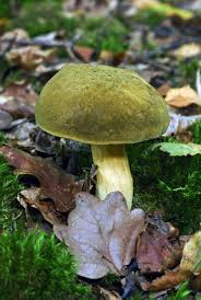 Attēlu rezultāti vaicājumam “Xerocomus subtomentosus”