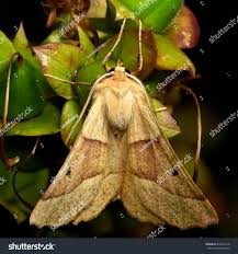 Attēlu rezultāti vaicājumam “Crocallis elinguaria larva”