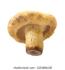 Attēlu rezultāti vaicājumam “Lactarius repraesentaneus”