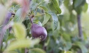Attēlu rezultāti vaicājumam “Carex ornithopoda fruit”