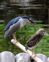 Attēlu rezultāti vaicājumam “Nycticorax nycticorax adult”