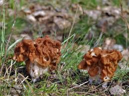 Attēlu rezultāti vaicājumam “Gyromitra gigas”