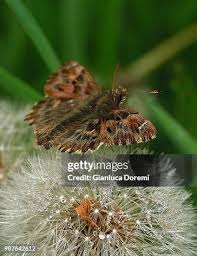 Attēlu rezultāti vaicājumam “Carcharodus floccifera underside”
