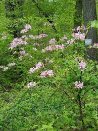 Attēlu rezultāti vaicājumam “Rhododendron periclymenoides flower”