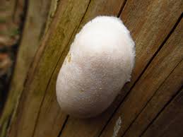 Attēlu rezultāti vaicājumam “Reticularia lycoperdon”