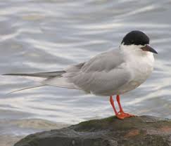 Image result for Sterna forsteri