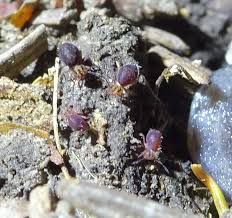 Attēlu rezultāti vaicājumam “Ptenothrix sp.”