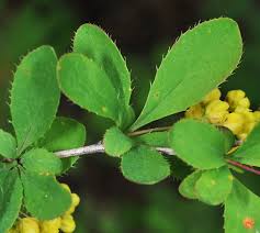 Attēlu rezultāti vaicājumam “Berberis vulgaris”