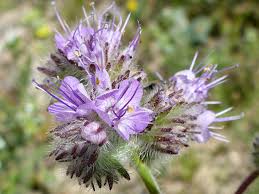 Attēlu rezultāti vaicājumam “Phacelia tanacetifolia leaf”