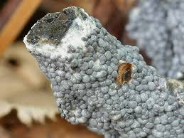 Attēlu rezultāti vaicājumam “Diderma spumarioides”