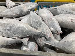 Image result for Thunnus alalunga