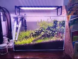 「水蘭」的圖片搜尋結果