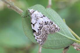 Attēlu rezultāti vaicājumam “Nola confusalis”