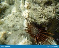 Image result for Mesocentrotus franciscanus