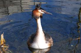 Attēlu rezultāti vaicājumam “Podiceps cristatus”