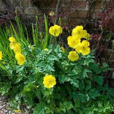 Image result for Meconopsis cambrica