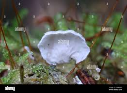 Attēlu rezultāti vaicājumam “Arrhenia retiruga”