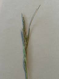 Attēlu rezultāti vaicājumam “Festuca arenaria”